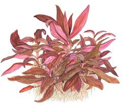 Several cultivars are used as ornamental plants in aquaria. Alternanthera Reineckii Mini Tropica Aquarium Plants