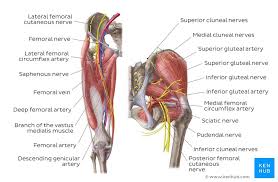 Muscles of the posterior … category: Lower Extremity Anatomy Bones Muscles Nerves Vessels Kenhub