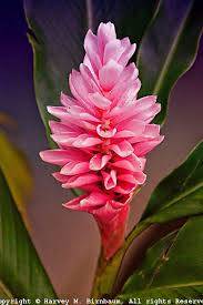 Costa Rican Flowers Flowers Beautiful Flowers Tropical Flowers