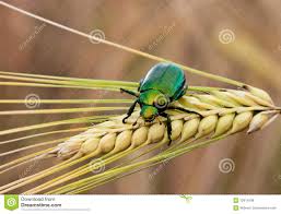 Jun 23, 2021 · der schädling tritt seit einigen jahren auch im tessin auf. Ein Gruner Japanischer Kafer Auf Einem Weizenstiel Stockfoto Bild Von Kupfer Kafer 12914798