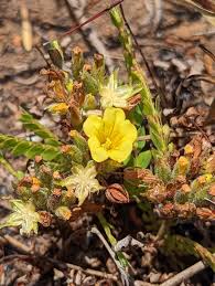 Image result for Biophytum crassipes