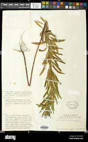 Image result for Euphorbia schimperiana