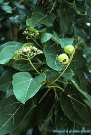 Image result for Hernandiaceae