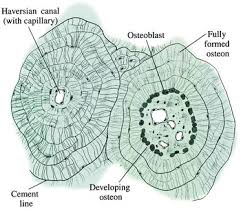 It is a bone is one of two kinds of bone tissue that can be found in the compact type of bone wraps around and protects the only other type of bone tissue known as the you should include the histology of compact bone slides with diagram as well into your article. Anatomy And Physiology Of Bone Chapter 2 Pathology Of Bone And Joint Disorders