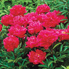 Maybe you would like to learn more about one of these? Spring Hill Nurseries Red Flowers Red Double Peony Paeonia Live Bareroot Perennial Plants 5 Pack 01275 The Home Depot
