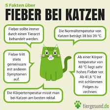 Symptome sind gute anhaltspunkte dafür, dass deine katze fieber hat, doch die einzige möglichkeit, um mit sicherheit sagen zu können. Fieber Bei Katzen Tiergesund De
