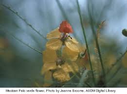Maybe you would like to learn more about one of these? Palo Brea Wryheat
