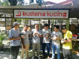 Misi rehome don t throw sebanyak 350 ekor kucing terbiar yang akan di vaksinkan pada 1 august secara berperingkat kitafund. Syurga Kucing Gelandangan Utusan Digital