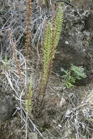 Image result for Cheilanthes hirta