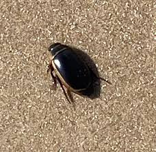 Below is a list of six steps to effectively identify pests using our rodent, arachnid and insect identification guides. Pest Identification Photos Pest Control Canada