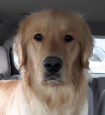 This is Teddy Swims Roosevelt, 6 months old