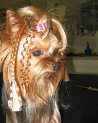 Cute Yorkie Haircuts In 2020 Yorkie Haircuts Yorkie Hairstyles Yorkie