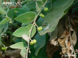 Image result for Cocculus hirsutus