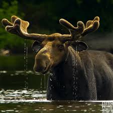 Check spelling or type a new query. Urban Dictionary Meese