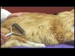 My cat all of a sudden is very sensitive on her back near her tail. Cat Health Care Tips How To Treat A Cat For Matted Fur Youtube