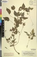 Image result for Acalypha brachystachya