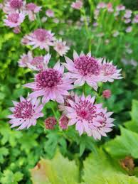 Image result for Astrantia major `Roma`