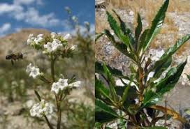 Image result for Hydrophyllaceae