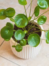 Image result for Pilea bambuseti