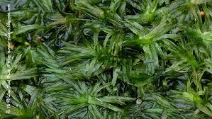 Image result for Ancistrorhynchus tenuicaulis