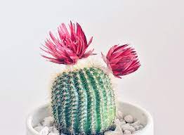 13 if there's (some/any) soup leſt, could you put it in the fridge, please? 5 Care Tips To Keep Your Cactus Happy Tips West Coast Gardens
