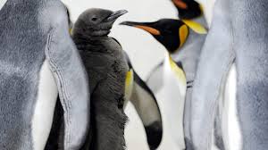 The most successful commerce raider of the war, she was known to the british royal navy as raider f. Steckbrief Pinguin Wissen Swr Kindernetz
