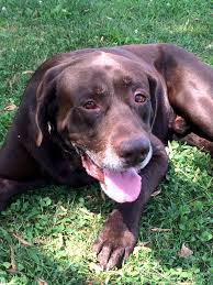 Even though they're popular dogs, labs can still end up in rescue centers. Pets For Adoption At Lake Erie Labrador Retriever Rescue In Medina Oh Petfinder