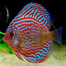 Hasil Gambar Untuk Discus Ruby Web Majestic Spider Discus Fish Discus Aquarium Fresh Water Fish Tank