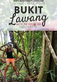 Indonesia Interested In Seeing Orangutan And Hiking In Beautiful Surroundings Check Out My Review Of Jungle Trekk Explore Travel Solo Travel Trekking
