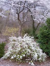 Image result for Thunbergia pynaertii