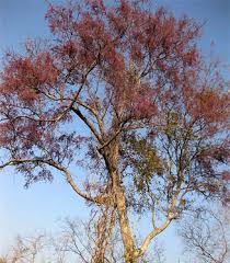 Image result for Philenoptera