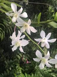 Image result for Clappertonia