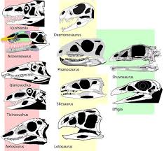 Maybe you would like to learn more about one of these? What Is Lotosaurus The Pterosaur Heresies