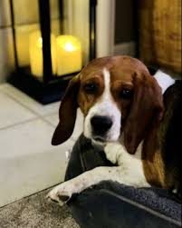 Basset hound rescue of michigan. Dogs For Adoption Near 48327 Mi Petfinder