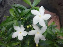 Maybe you would like to learn more about one of these? Bunga Melur Putih Steemit