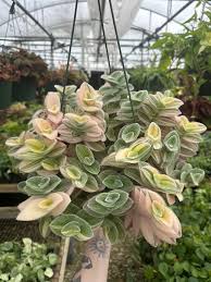 Image result for Tradescantia