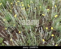 Image result for Helichrysum aureo-nitens