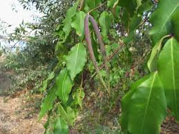 Image result for Farquharia