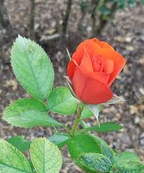 The light pink blooms have a beautiful form, make good cutting roses, and have a strong fragrance. 14 Rose Colors Meanings For A Thoughtful Bouquet