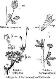 Image result for Trifolium