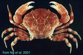 Image result for Dinebra caudata