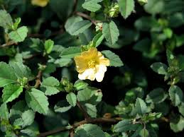 Image result for Sida rhombifolia