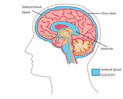 Image Result For Brain Diagram Cerebral Spinal Fluid Spinal Fluid Brain Diagram Cerebrospinal Fluid