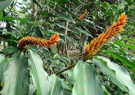 Image result for Renealmia