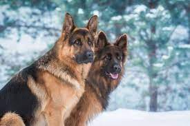 Pets are named after favorite tv shows. 200 Famous Dog Names From Movies And Tv Shows