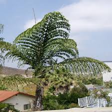 Image result for Caryota