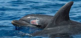 In one experiment, two dolphins were rewarded whenever they. Shot Through The Head And You Re To Blame Hakai Magazine