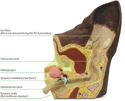 Total Ear Canal Ablation Teca In Dogs