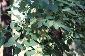 Image result for Schrebera