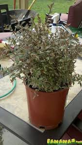 Image result for Chilean guava images